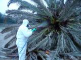 Traitement d'un palmier par pulvérisation