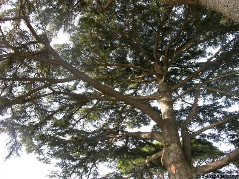 Taillage sur La Garde - Platane