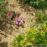 Paillage sur La Garde - Sol