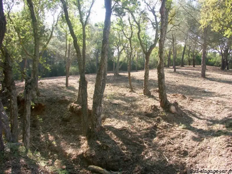 Débroussaillage sur La Garde - Forêt Sud Elagages