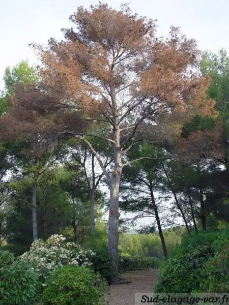 Sud Elagages sur La Garde - Intervention Urgente 2