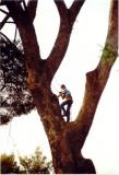 Abattage d'un pin d'alep à St Mandrier en 1992