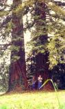 Taille d'entretien sur des séquoias en 1993