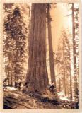 abattage de séquoia aux états unies