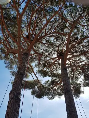elagage-a-la-crau-preservez-la-sante-de-vos-arbres-avec-sud-elagages