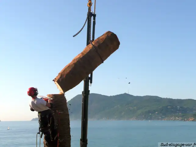 Recrutement �lagueur arboriste grimpeur en CDI - Rejoignez une �quipe passionn�e