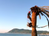 abattage d'un palmier sur la côte varoise