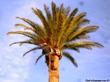 taille en boule du palmier