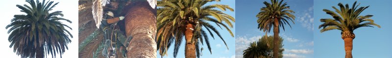 Différentes formes de tailles de palmiers