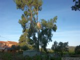 Une charpentière d'eucalyptus arrachée par le vent.