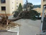 intervention urgente pour enlever un arbre