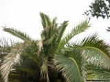 Affaissement du plumeau central du palmier